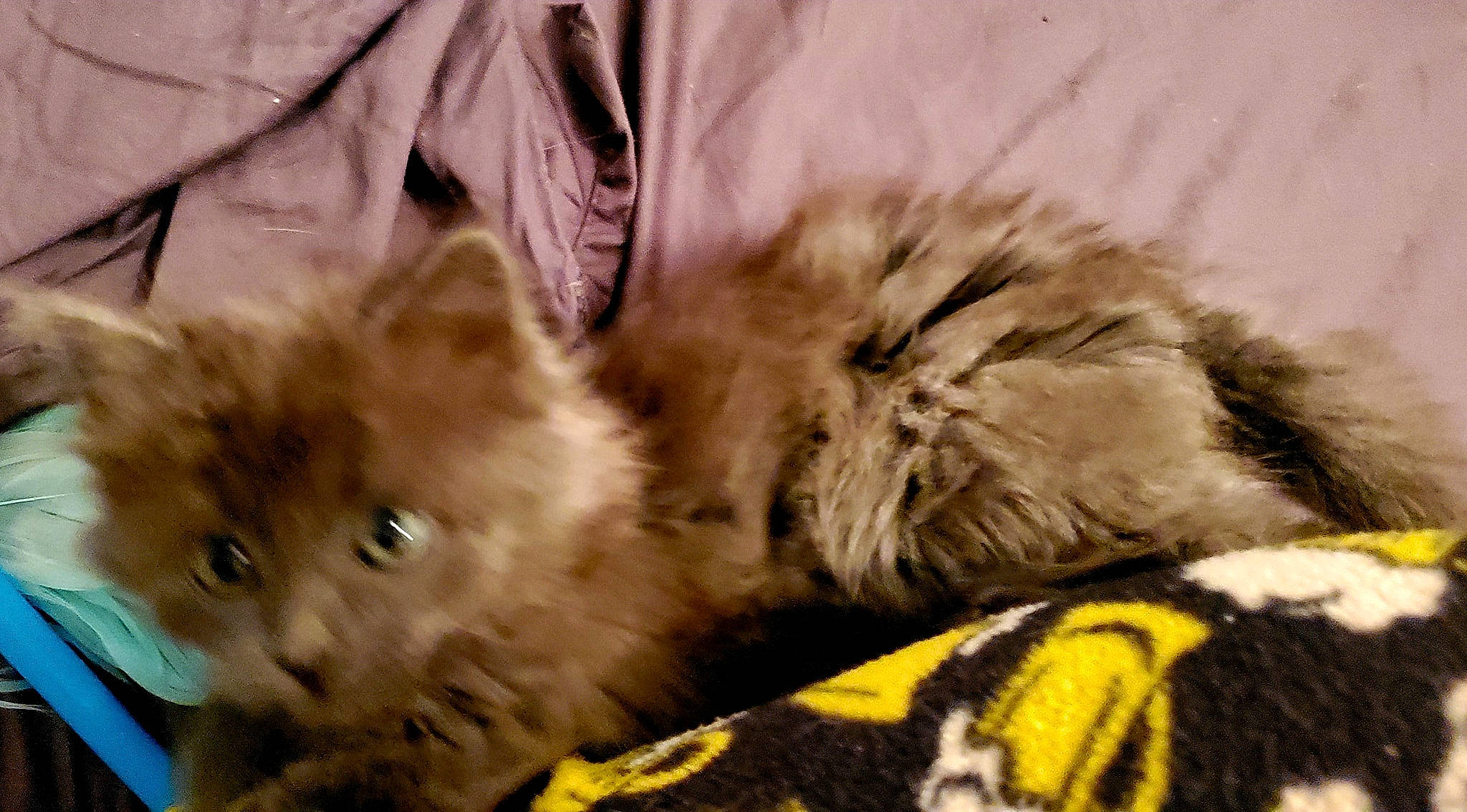 Oscar Wilde is registered to the contest to win money with this photo: british_longhair, british_semi_longhair, carnivore, cat, domestic_long_haired_cat, fawn, felidae, fur, kitten, maine_coon, mammal, norwegian_forest_cat, persian, ragamuffin, siberian, small_to_medium_sized_cats, vertebrate, whiskers