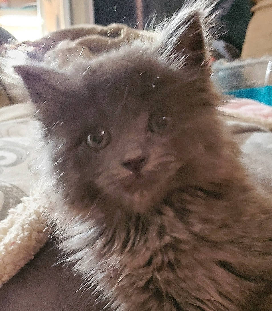 Oscar Wilde joined the competition — help win amazing prizes! asian_semi_longhair, british_longhair, british_semi_longhair, carnivore, cat, domestic_long_haired_cat, eye, fawn, felidae, fur, kitten, mammal, nebelung, ragamuffin, ragdoll, selkirk_rex, small_to_medium_sized_cats, snout, vertebrate, whiskers