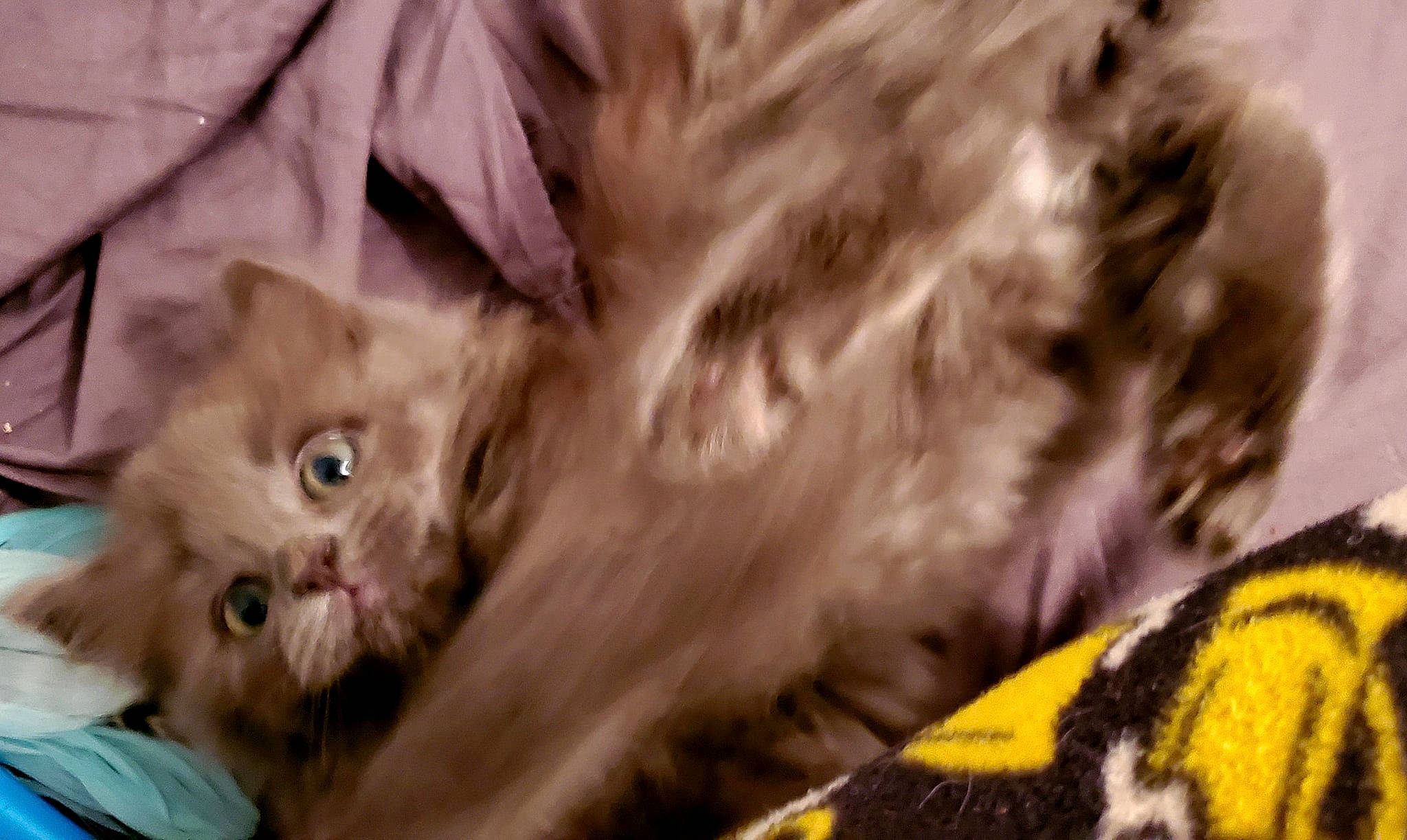 Oscar Wilde joined the competition — help win amazing prizes! american_shorthair, bengal, carnivore, cat, domestic_long_haired_cat, european_shorthair, felidae, fur, kitten, maine_coon, mammal, norwegian_forest_cat, persian, pixie_bob, siberian, small_to_medium_sized_cats, snout, tabby_cat, vertebrate, whiskers