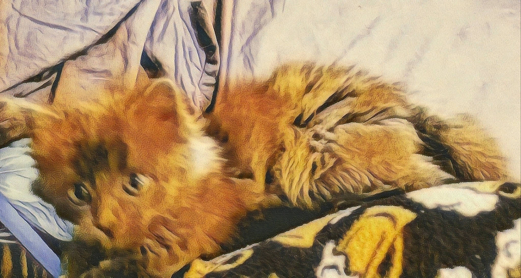 Oscar Wilde is registered to the contest to win money with this photo: carnivore, cat, domestic_long_haired_cat, felidae, fur, kitten, maine_coon, mammal, norwegian_forest_cat, persian, small_to_medium_sized_cats, somali, vertebrate, whiskers