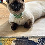 cat, siamese_cat, blue_eyes, collar, indoor, wooden_floor, rug, orange_pumpkin, pet, animal, feline, relaxed, lying_down, household, home_decor, colorful_rug, toy, flooring, cozy, domestic