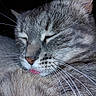 cat, tabby_cat, gray_fur, close_up, portrait, sleeping, eyes_closed, grooming, tongue, whiskers, pink_nose, feline, pet, animal, fur, face, ears, peaceful, black_background, macro_photography