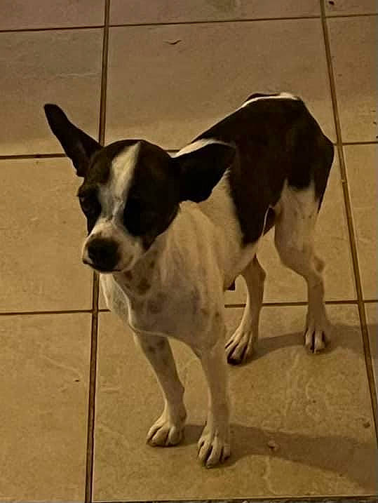 Sheba joined the competition — help win amazing prizes! ancient_dog_breeds, canidae, carnivore, collar, companion_dog, dog, dog_breed, dog_supply, fawn, flooring, paw, pet_supply, sporting_group, tail, terrestrial_animal, terrier, toy_dog, whiskers, window, working_animal