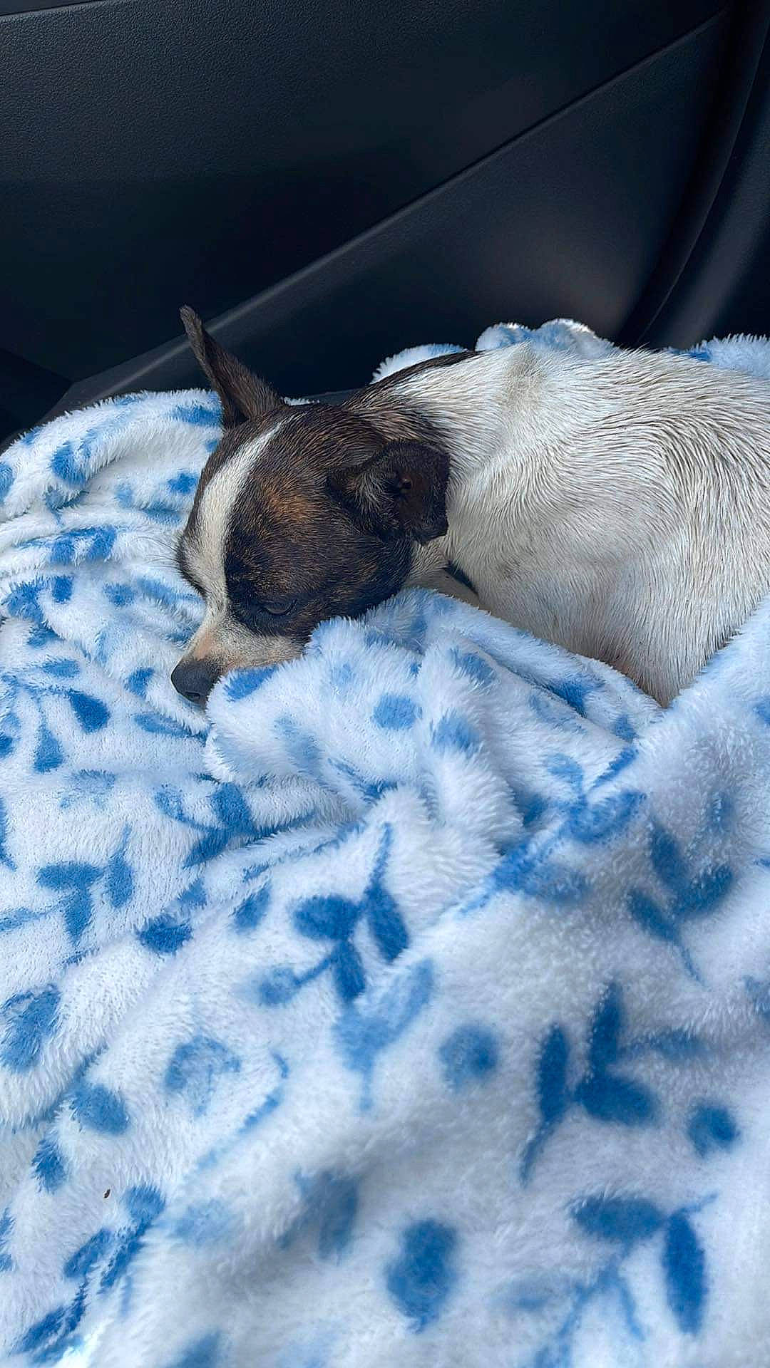 Sheba joined the competition — help win amazing prizes! azure, bedding, canidae, carnivore, comfort, companion_dog, dog, dog_breed, electric_blue, fawn, felidae, fur, linens, pattern, small_to_medium_sized_cats, snout, sporting_group, tail, terrestrial_animal, textile