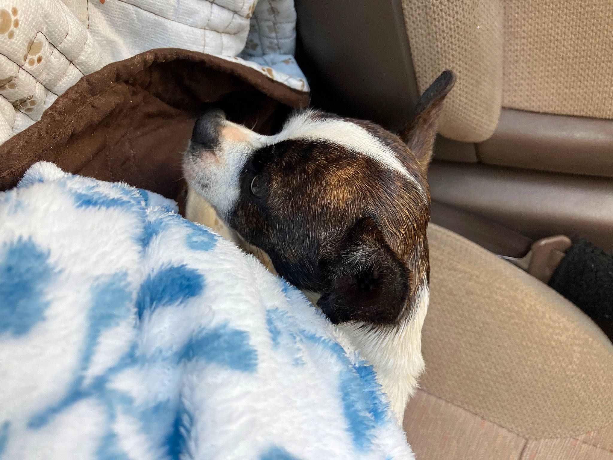 Sheba is registered to the contest to win money with this photo: canidae, carnivore, comfort, companion_dog, dog, dog_breed, fawn, fur, linens, nap, non_sporting_group, pattern, puppy, slipcover, snout, sporting_group, terrestrial_animal, whiskers, window, working_animal