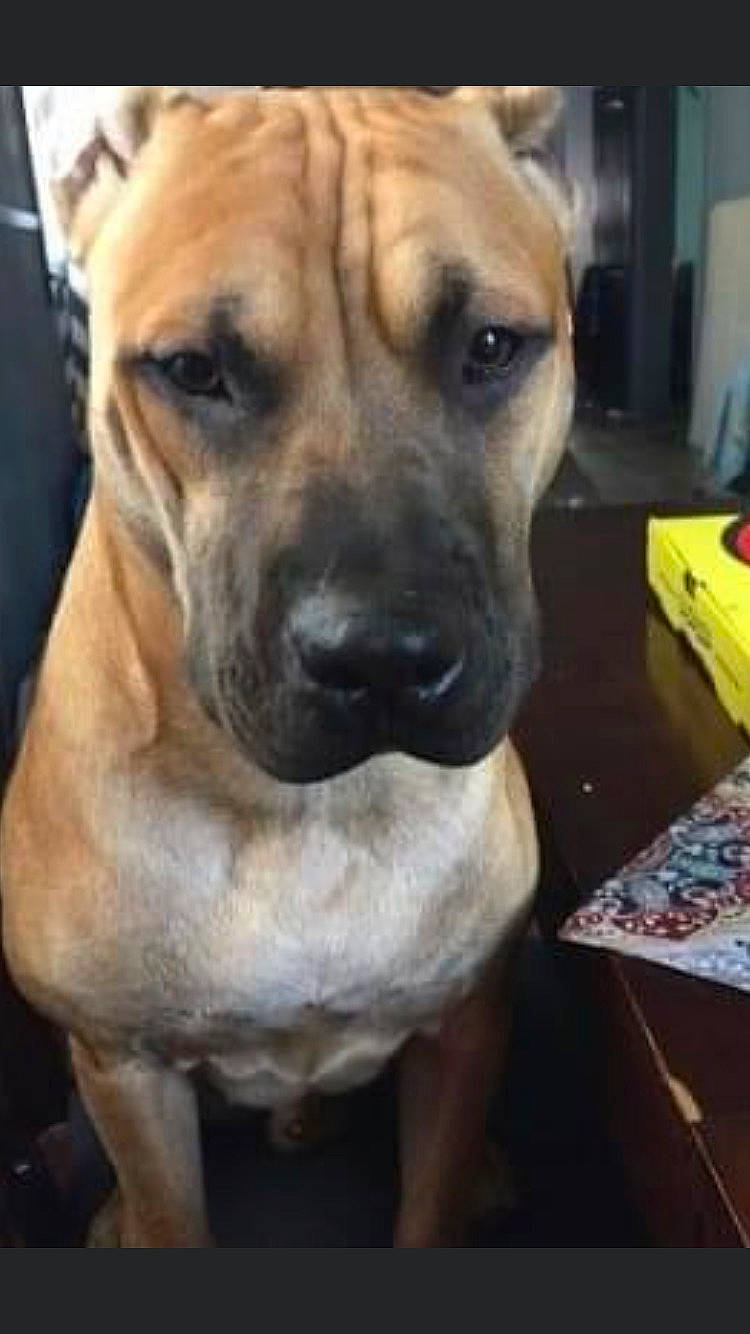 Hugo joined the competition — help win amazing prizes! ancient_dog_breeds, bored, canidae, carnivore, companion_dog, dog, dog_breed, fawn, flooring, fur, guard_dog, non_sporting_group, paw, pet_supply, sporting_group, whiskers, window, wood, working_dog, wrinkle