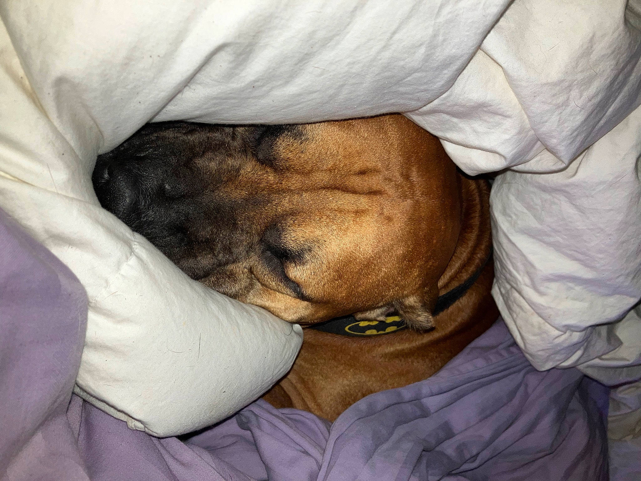 Hugo is registered to the contest to win money with this photo: bedding, bulldog, canidae, carnivore, comfort, companion_dog, dog, dog_breed, duvet, elbow, fawn, fur, human_leg, linens, mammal, nap, sleep, sporting_group, whiskers, wrinkle