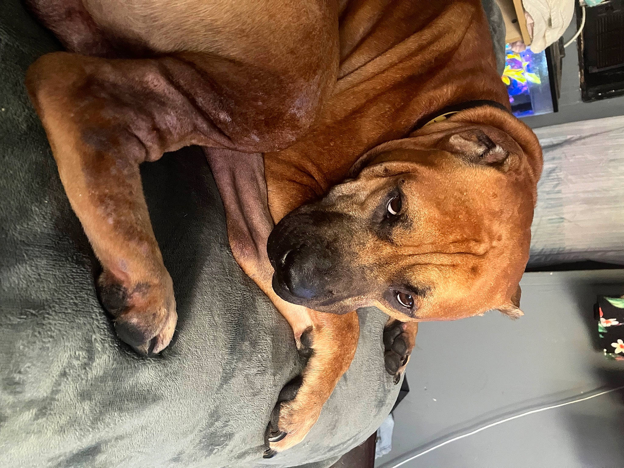 Hugo is registered to the contest to win money with this photo: art, canidae, carnivore, comfort, companion_dog, dog, dog_breed, fawn, foot, fur, guard_dog, human_leg, jaw, paw, snout, sporting_group, whiskers, wood, working_animal, wrinkle