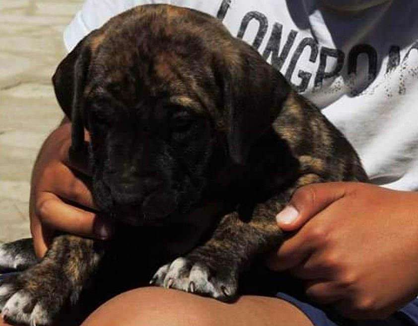 Piia participe au concours pour gagner de l'argent avec cette photo : bored, canidae, carnivore, comfort, companion_dog, dog, dog_breed, fawn, fur, guard_dog, hand, logo, nail, nap, non_sporting_group, puppy, snout, sporting_group, working_animal, wrinkle