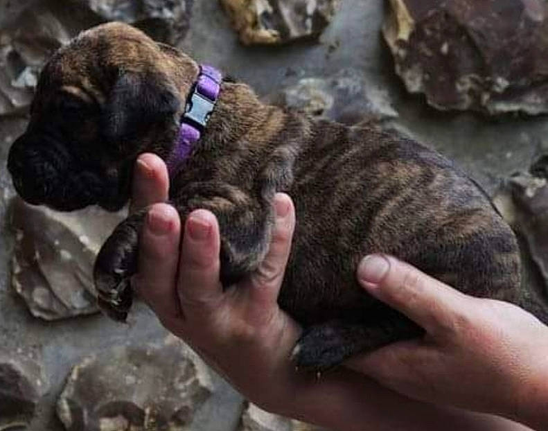 Piia a rejoint le concours — aidez-le/la à gagner de superbes lots ! canidae, carnivore, companion_dog, dog, dog_breed, fawn, fur, liver, nail, paw, rock, snout, sporting_group, terrestrial_animal, thumb, wildlife, wrinkle