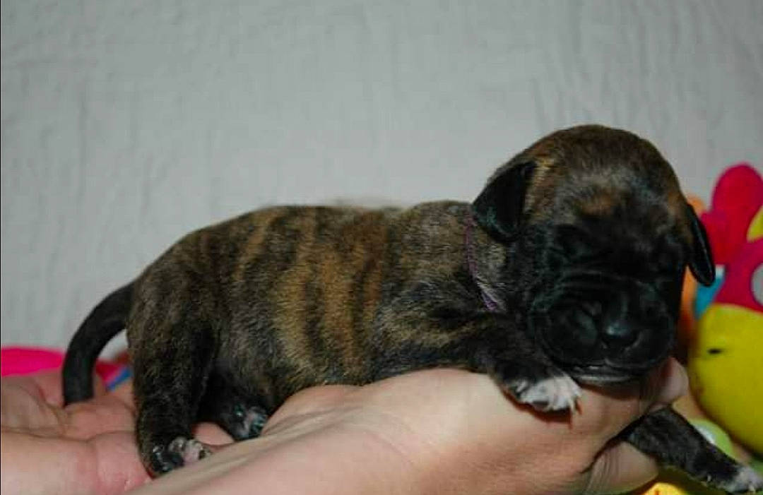 Piia participe au concours pour gagner de l'argent avec cette photo : canidae, carnivore, claw, companion_dog, dog, dog_breed, fawn, felidae, fur, nail, paw, puppy_love, snout, sporting_group, tail, terrestrial_animal, toy, toy_dog, whiskers, working_animal