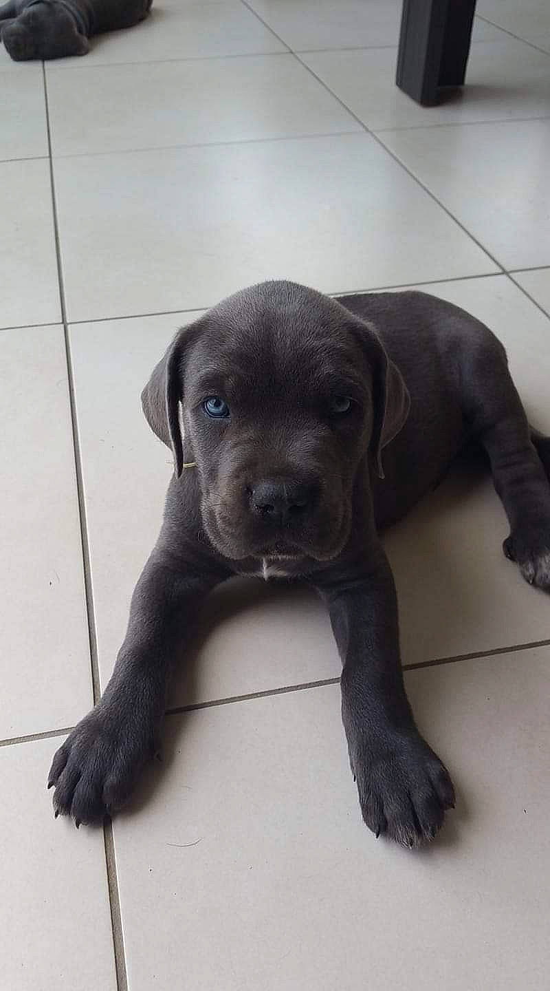 Pyhrrus participe au concours pour gagner de l'argent avec cette photo : borador, carnivore, companion_dog, dog, dog_breed, dog_collar, fawn, floor, flooring, fur, guard_dog, gun_dog, liver, snout, sporting_group, tail, terrestrial_animal, tile_flooring, whiskers, working_animal