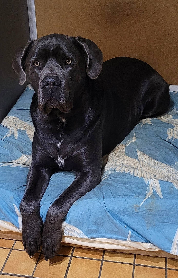 Pyhrrus participe au concours pour gagner de l'argent avec cette photo : borador, canidae, carnivore, collar, companion_dog, dog, dog_breed, dog_collar, fawn, fur, guard_dog, gun_dog, liver, pet_supply, snout, sporting_group, tail, terrestrial_animal, whiskers, working_animal