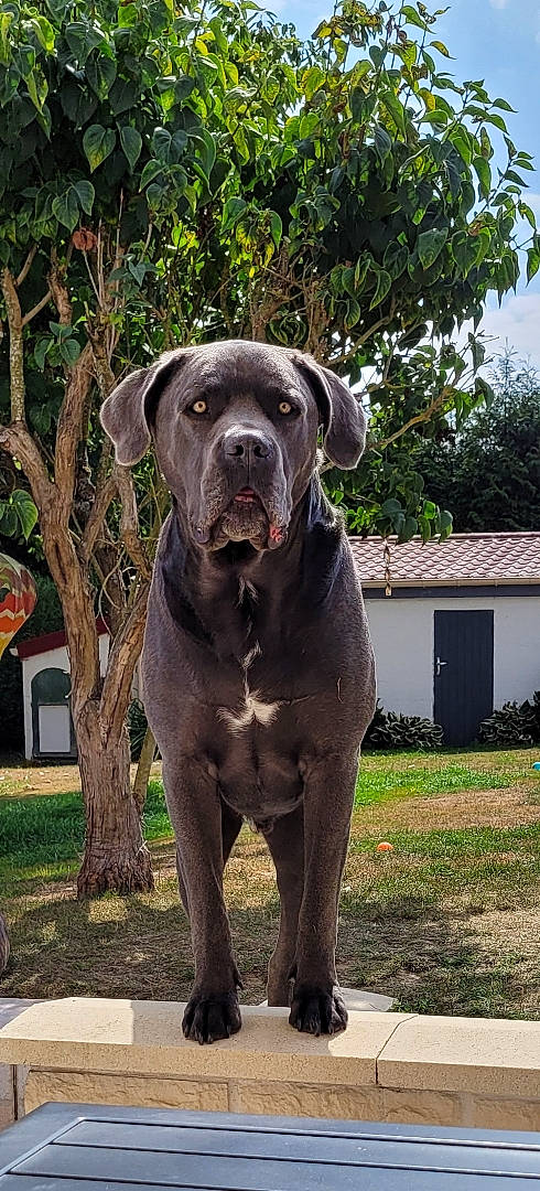 Pyhrrus participe au concours pour gagner de l'argent avec cette photo : borador, canidae, carnivore, companion_dog, dog, dog_breed, dog_collar, fawn, grass, guard_dog, gun_dog, liver, plant, snout, sporting_group, terrestrial_animal, tree, whiskers, window, working_animal
