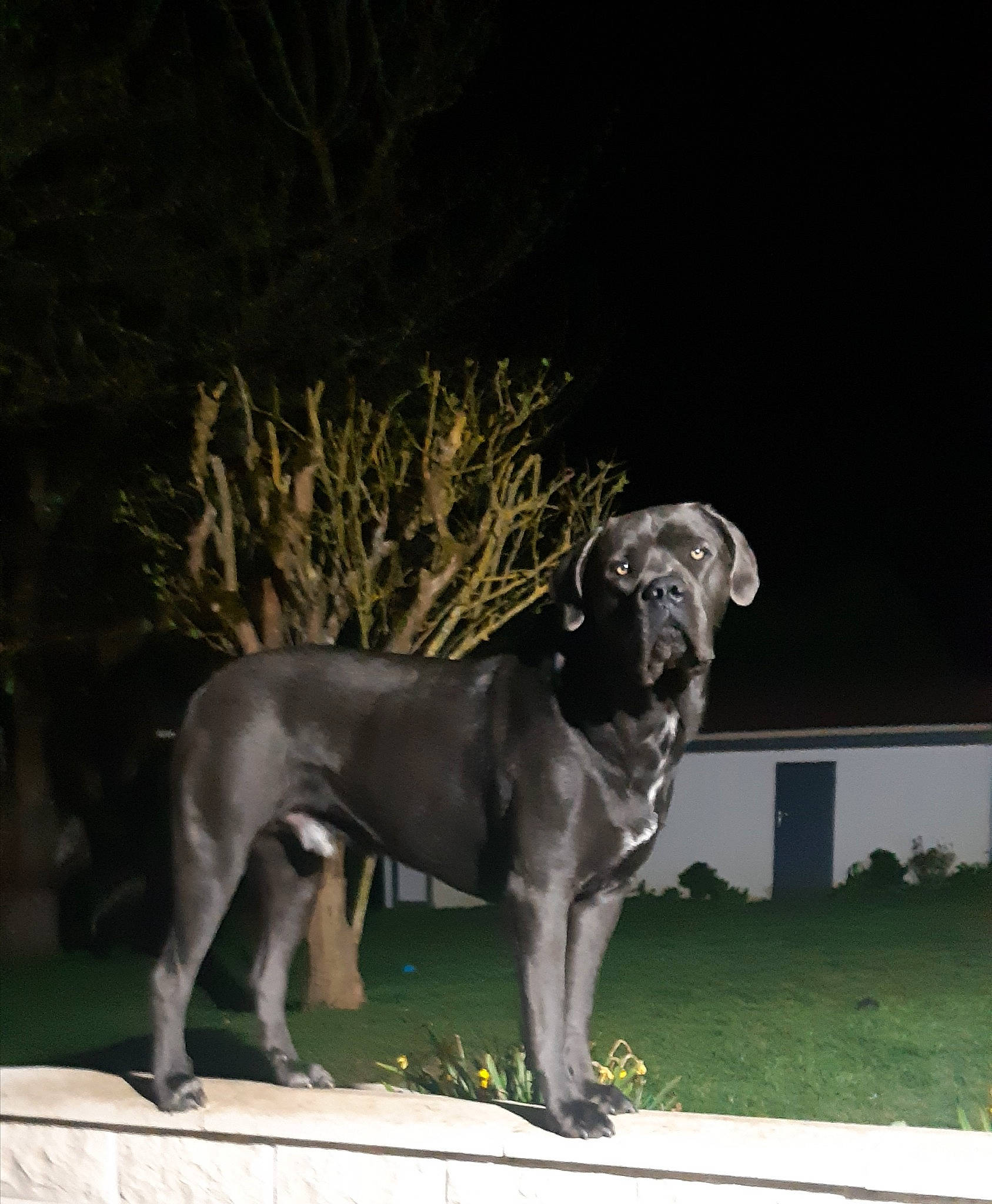Pyhrrus participe au concours pour gagner de l'argent avec cette photo : ancient_dog_breeds, art, carnivore, companion_dog, dog, dog_breed, dog_collar, fawn, grass, great_dane, guard_dog, gun_dog, metal, plant, pointing_breed, sporting_group, tail, terrestrial_animal, working_animal, working_dog