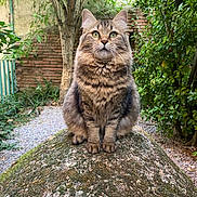 Roxy a rejoint le concours — aidez-le/la à gagner de superbes lots ! cat, tabby_cat, fluffy, moss, rock, garden, greenery, brick_wall, outdoor, nature, animal, pet, feline, sitting, curious, whiskers, ears, paws, fur, daylight