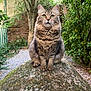 cat, tabby_cat, fluffy, moss, rock, garden, greenery, brick_wall, outdoor, nature, animal, pet, feline, sitting, curious, whiskers, ears, paws, fur, daylight