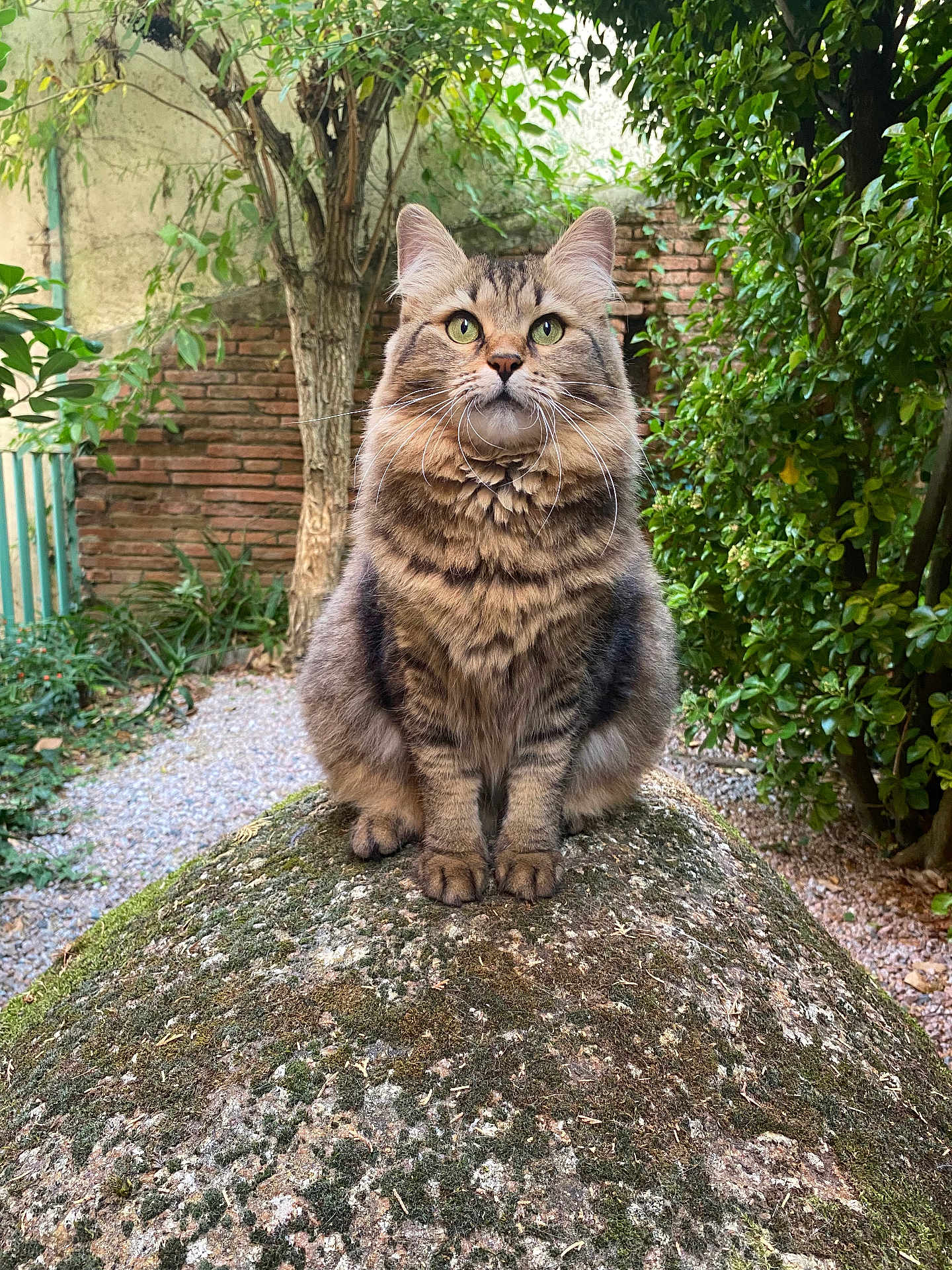 Roxy a rejoint le concours — aidez-le/la à gagner de superbes lots ! cat, tabby_cat, fluffy, moss, rock, garden, greenery, brick_wall, outdoor, nature, animal, pet, feline, sitting, curious, whiskers, ears, paws, fur, daylight
