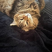 Roxy participe au concours pour gagner de l'argent avec cette photo : animal, black_blanket, blanket, cat, closeup, cozy, cute, domestic_cat, feline, fur, indoor, lying_down, mammal, pet, relaxed, resting, sleepy, soft_texture, tabby_cat, whiskers