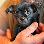 Pippi is registered to the contest to win money with this photo: puppy, dog, black_dog, pet, closeup, hands, person, cute, animal, young_dog, portrait, indoor, warm_lighting, furry, looking_at_camera, small, mammal, friendly, adorable, companion