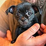 puppy, dog, black_dog, pet, closeup, hands, person, cute, animal, young_dog, portrait, indoor, warm_lighting, furry, looking_at_camera, small, mammal, friendly, adorable, companion