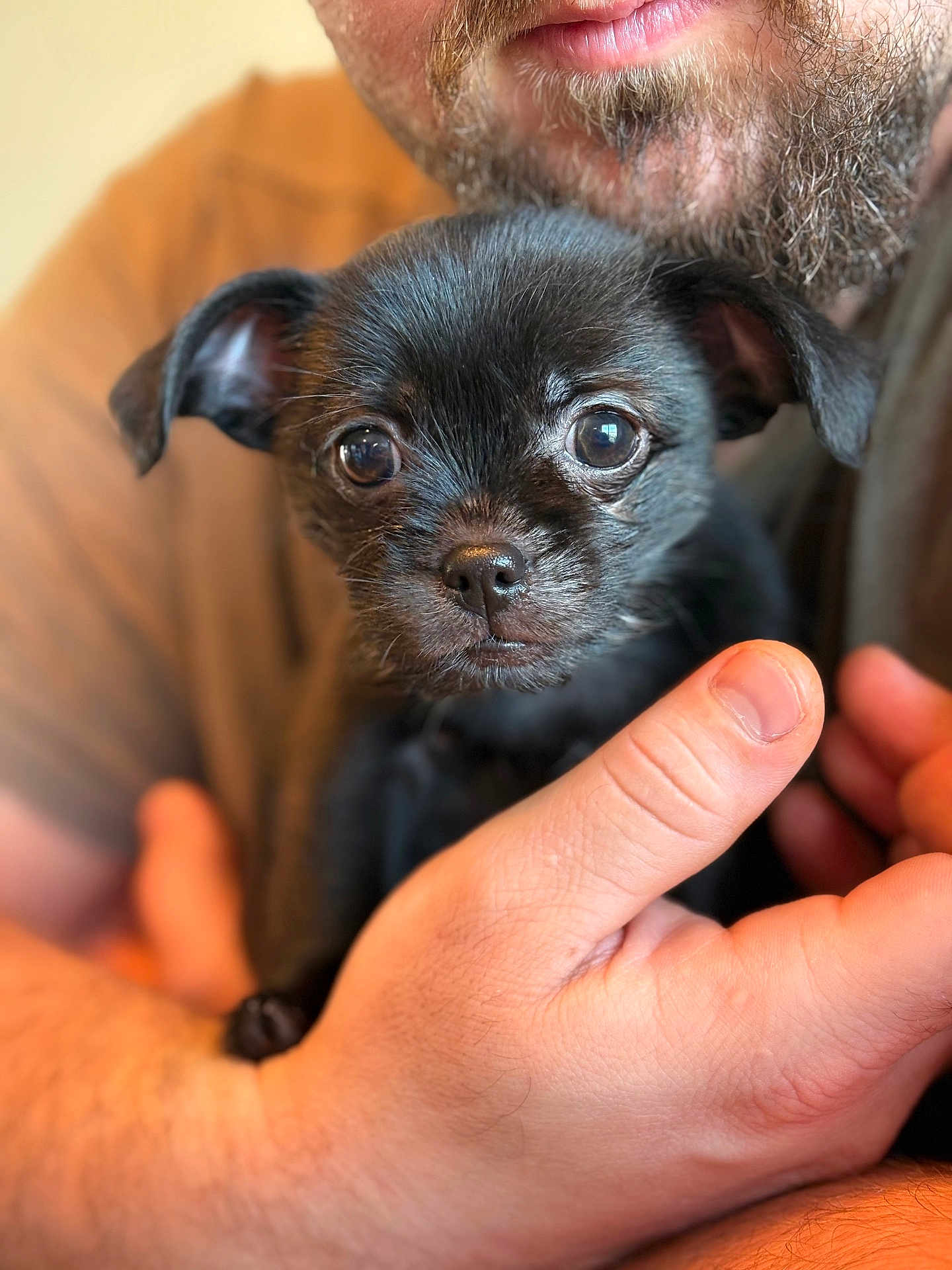 Pippi is registered to the contest to win money with this photo: puppy, dog, black_dog, pet, closeup, hands, person, cute, animal, young_dog, portrait, indoor, warm_lighting, furry, looking_at_camera, small, mammal, friendly, adorable, companion
