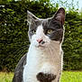 cat, gray_and_white, heart_shaped_mark, outdoor, grass, hedge, greenery, daylight, whiskers, ears, portrait, pet, feline, animal, nature, fur, close_up, calm, looking_away, soft_light