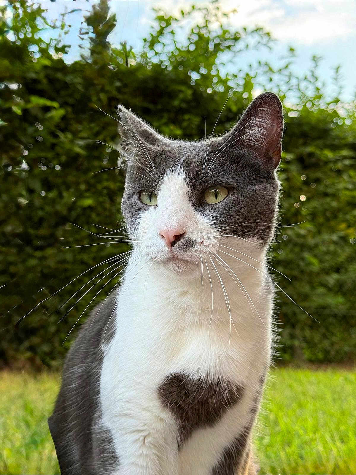 Sirius