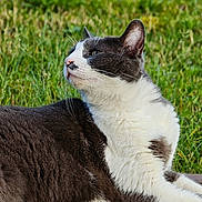 Sirius participe au concours pour gagner de l'argent avec cette photo : cat, black_and_white, outdoor, grass, wooden_deck, feline, pet, animal, relaxing, nature, fur, whiskers, ears, side_view, daylight, greenery, peaceful, close_up, domestic_cat, mammal