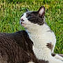 cat, black_and_white, outdoor, grass, wooden_deck, feline, pet, animal, relaxing, nature, fur, whiskers, ears, side_view, daylight, greenery, peaceful, close_up, domestic_cat, mammal