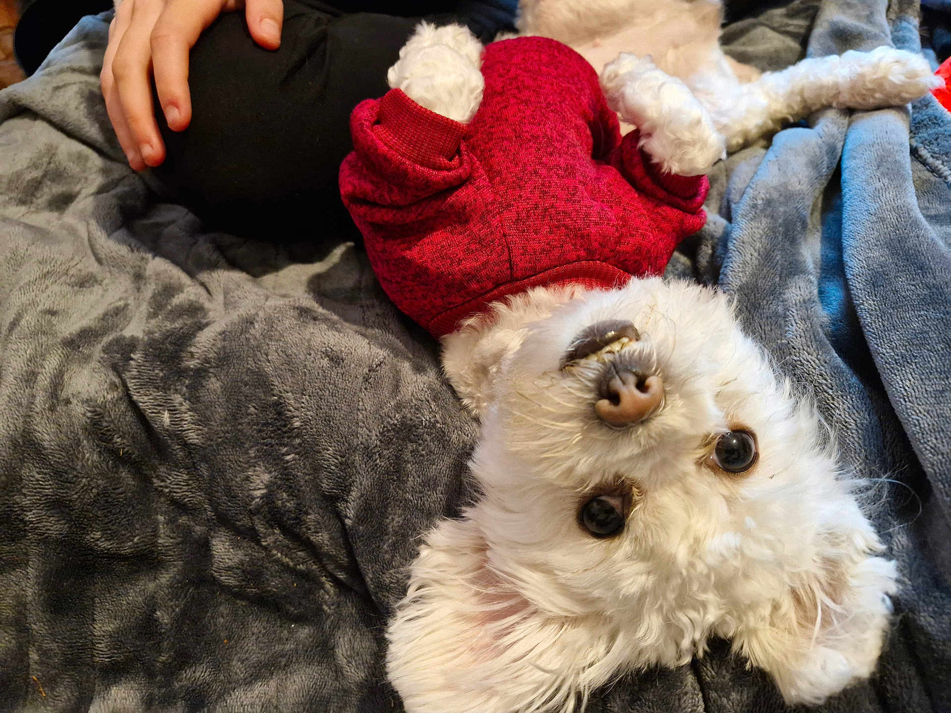 Pearl is registered to the contest to win money with this photo: dog, white_dog, small_dog, red_sweater, upside_down, blanket, gray_blanket, hand, pet, cute, fluffy, fur, cozy, resting, indoor, soft_texture, relaxed, companion, animal, home