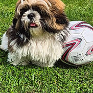 Wilson participe au concours pour gagner de l'argent avec cette photo : dog, fluffy, grass, soccer_ball, outdoor, pet, cute, brown, white, black, garden, chair, plant, potted_plant, greenery, yard, sunlight, animal, playful, nature