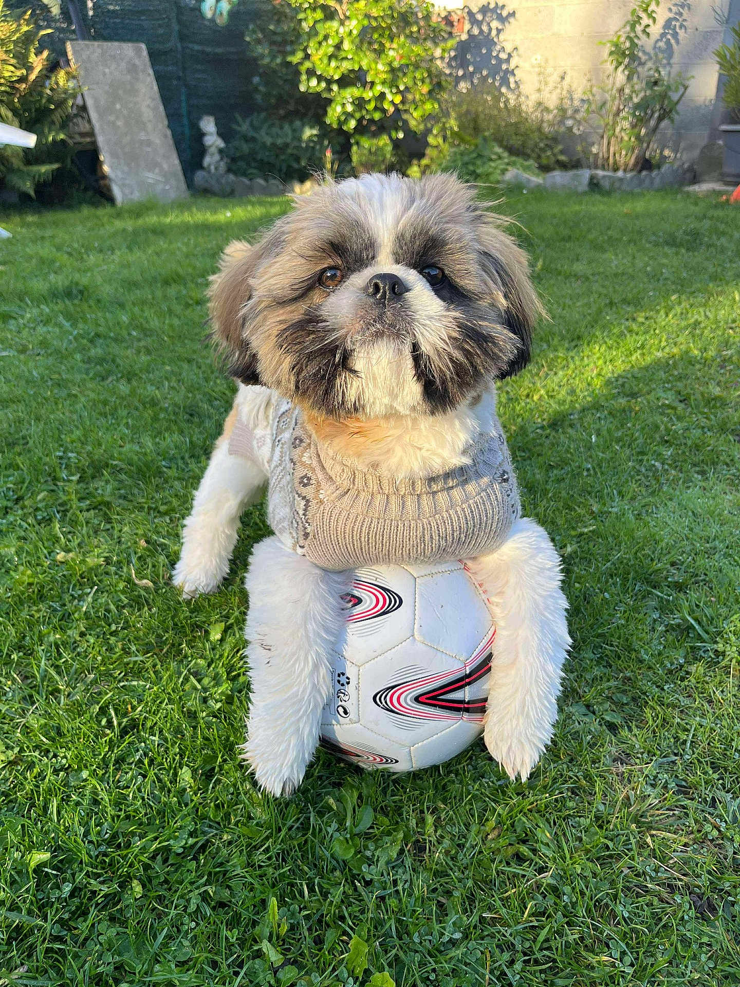 Wilson participe au concours pour gagner de l'argent avec cette photo : dog, puppy, soccer_ball, grass, garden, outdoor, pet, cute, sweater, fluffy, playing, animal, adorable, sunlight, greenery, yard, fur, small_dog, looking_up, nature