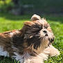 dog, fluffy, outdoor, grass, sunlight, pet, nature, canine, animal, relaxing, summer, greenery, fur, cute, small_dog, shih_tzu, sunny, laying_down, adorable, peaceful