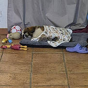 Wilson a rejoint le concours — aidez-le/la à gagner de superbes lots ! animal, bed, blanket, comfort, cozy, curtain, dog, floor, home, indoor, paw_print, pet, purple_shoe, relaxing, resting, sleeping, soccer_ball, stuffed_animal, tiled_floor, toy