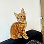 kitten, cat, orange_tabby, pet, feline, cute, animal, indoor, couch, furniture, curious, young, small, whiskers, ears, sitting, domestic_cat, fur, portrait, playful