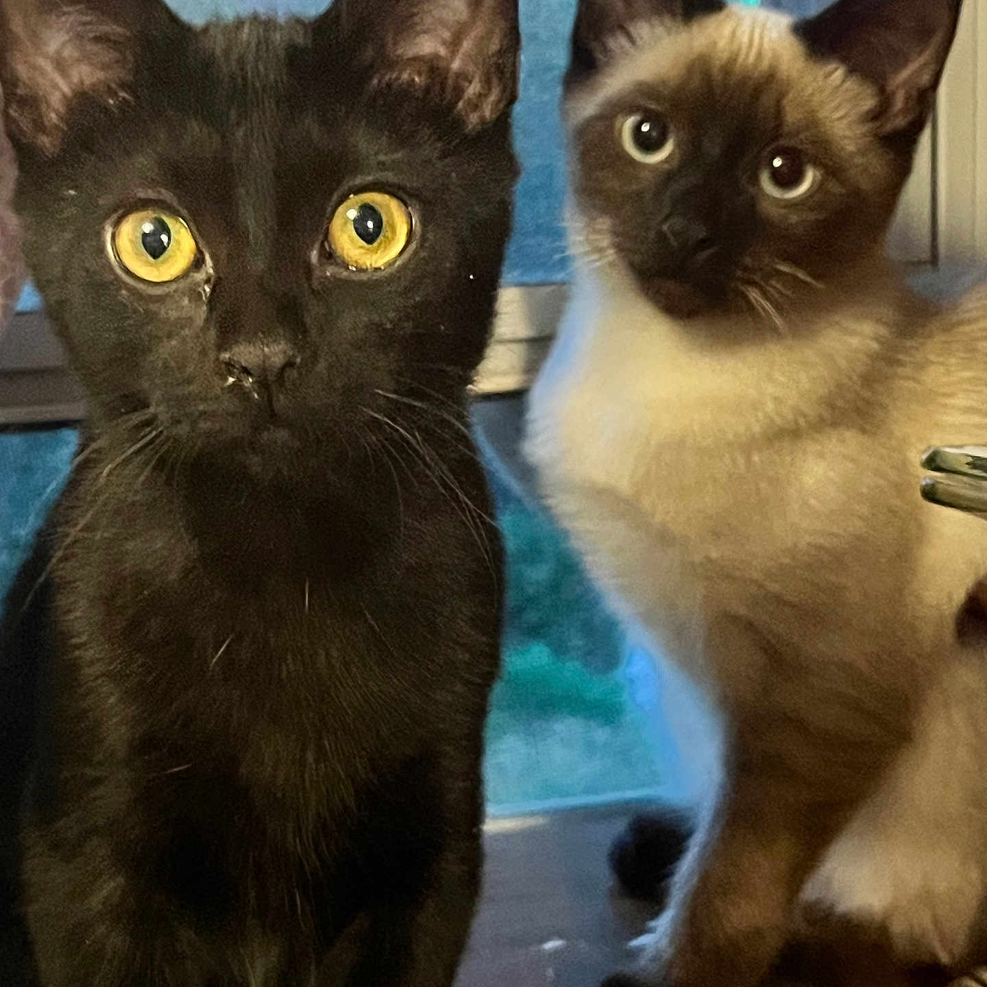 Katniss And Prim is registered to the contest to win money with this photo: animal, black_cat, cat, companions, curious, cute, domestic_animal, ears, eyes, feline, fur, indoor, kitten, pets, portrait, siamese_cat, sitting, whiskers, window, young
