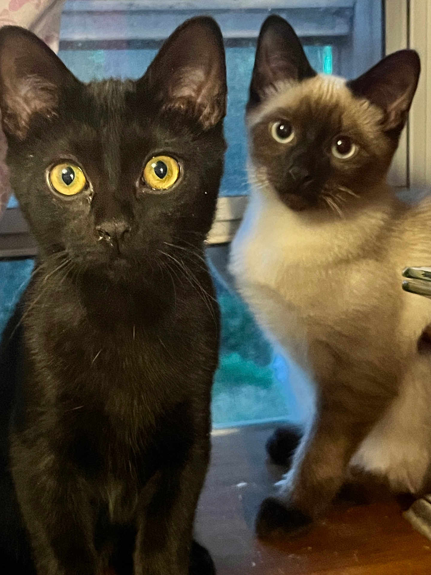 Katniss And Prim is registered to the contest to win money with this photo: cat, kitten, black_cat, siamese_cat, pets, window, curious, indoor, animal, feline, cute, whiskers, ears, eyes, fur, sitting, portrait, domestic_animal, young, companions