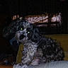 Cali Kay is registered to the contest to win money with this photo: dog, pet, canine, shaggy, curly_hair, black_and_white, sitting, lying_down, couch, sofa, blanket, curtains, indoor, home, living_room, portrait, dark, flash, glowing_eyes, relaxed