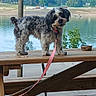dog, small_dog, shaggy_dog, curly_fur, black_and_white, stuffed_toy, toy, leash, pink_leash, standing, deck, wooden_dock, lake, water, trees, forest, outdoors, pet, lakeside, flowerpot