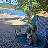 Cali Kay joined the competition — help win amazing prizes! dog, small_dog, fluffy, pet, sitting, camping, camping_chair, lake, outdoors, nature, trees, hillside, water, gravel, scenic, leash, collar, blue_chair, blanket, vacation