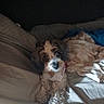 dog, small_dog, shaggy_dog, pet, animal, portrait, indoors, bed, blanket, pillows, cozy, sleeping_area, lying_down, fluffy, long_hair, brown_and_white, black_and_white, cute, relaxed, home