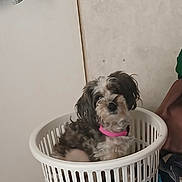 Cali Kay is registered to the contest to win money with this photo: dog, small_dog, fluffy, long_hair, black_and_white, pink_collar, laundry_basket, basket, indoor, home, door, towel, clothing, seated, portrait, pet, animal, cute, household, photograph