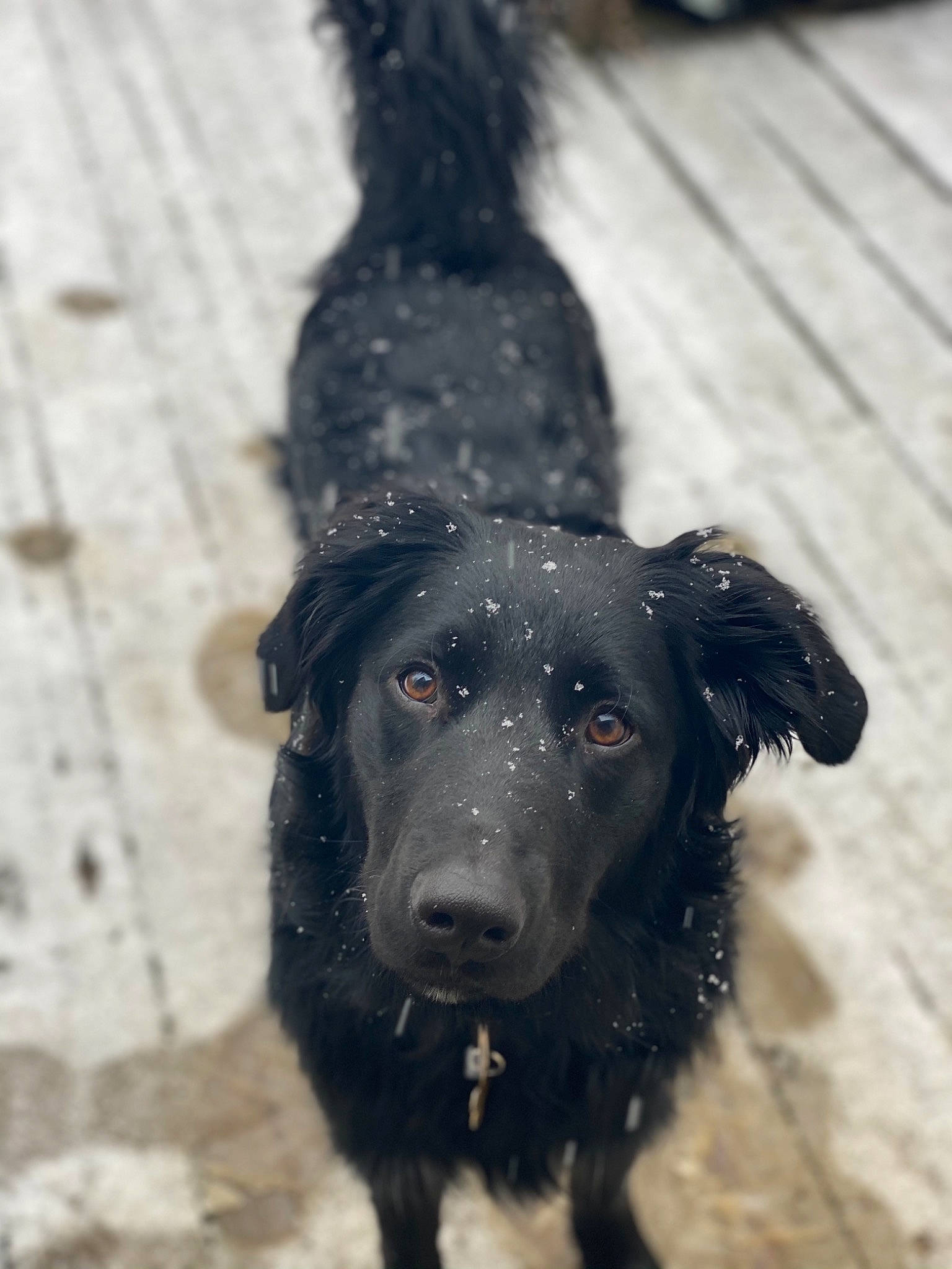 Bear is registered to the contest to win money with this photo: canidae, carnivore, companion_dog, dog, dog_breed, fur, gun_dog, shadow, snout, sporting_group, terrestrial_animal, working_animal