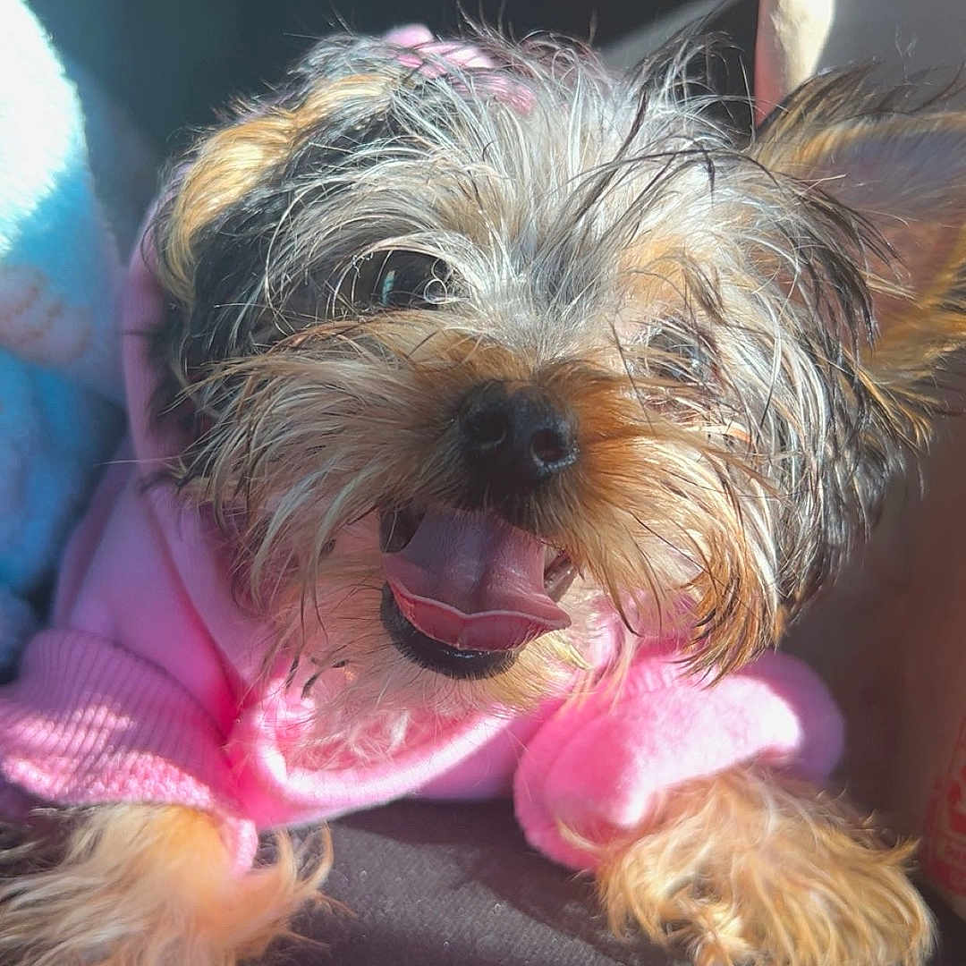 Eva is registered to the contest to win money with this photo: animal, ball, canine, couch, cushion, dog, face, furniture, head, homedecor, person, pet, photography, portrait, puppy, sleeping, sport, tennis, tennisball, terrier