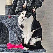 Princesse participe au concours pour gagner de l'argent avec cette photo : cat, black_and_white_cat, cat_tree, indoor, pet_toy, pink_toy, paw, feline, scratching_post, fur, sitting, curious, whiskers, ears, green_eyes, animal, domestic_cat, home, relaxed, grooming