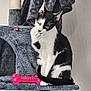 cat, black_and_white_cat, cat_tree, indoor, pet_toy, pink_toy, paw, feline, scratching_post, fur, sitting, curious, whiskers, ears, green_eyes, animal, domestic_cat, home, relaxed, grooming