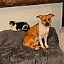 dog, cat, indoor, couch, blanket, brown_dog, black_and_white_cat, pets, animal, furniture, wooden_beam, sitting, relaxed, domestic, companion_animals, home, cozy, pet_bond, flash_eyes, resting