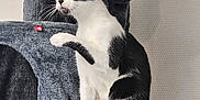 Princesse participe au concours pour gagner de l'argent avec cette photo : cat, black_and_white, indoor, cat_tree, pet_toy, curious, green_eyes, raised_paw, plush, feline, playful, home, pet, whiskers, tail, alert, fur, animal, mammal, resting