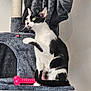 cat, black_and_white, indoor, cat_tree, pet_toy, curious, green_eyes, raised_paw, plush, feline, playful, home, pet, whiskers, tail, alert, fur, animal, mammal, resting